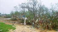 The mangrove forests along the Lam River are being severely damaged by trash.
