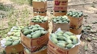 Znalezienie stabilnego rynku zbytu i zwiększenie wartości mango.