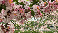 Beundre den vakreste kirsebærblomsthagen i Vest-Vietnam.