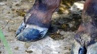 Beredskap mot munn- og klovsyke forårsaket av SAT1-serotypevirus.