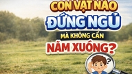 Hvilke dyr kan sove stående uden at ligge ned?