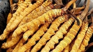 5 συνηθισμένα λάθη κατά τη χρήση cordyceps