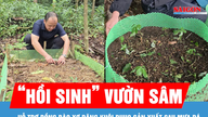 Het ondersteunen van het Xơ Đăng-volk bij het herstellen van hun ginsengtuinen na hagelbuien.