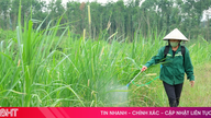 Provinsi Ha Tinh secara proaktif mengendalikan dan mencegah wabah belalang bambu.