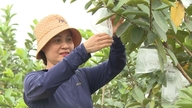 Nam Vu Clean Agriculture Cooperative hæver værdien af ​​lokale landbrugsprodukter.