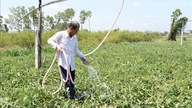 Giảm độ mặn trên nhiều sông ngòi tại Đồng Tháp