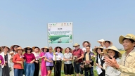 Melancarkan projek mata pencarian hijau untuk wanita menggunakan bunga teratai di wad Hoi An.