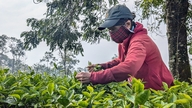 Bevar 62,7 hektar teplantager ved Bien Ho-søen for at skabe et turistlandskab, og lad dem ikke blive ødelagt for at plante kaffe.