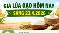 Τιμές ρυζιού στις 23 Απριλίου: Οι τιμές του ρυζιού IR 504 αυξάνονται, η αγορά ρυζιού παραμένει σταθερή.