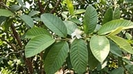 Apakah baik mengonsumsi teh daun jambu setiap hari?