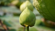Lotusblomster blomstrer tidligt, et par i Nghe An vader gennem mudder for at samle op til 500 blomster om dagen og tjener millioner af dong.