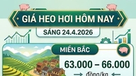 Schweinefleischpreise am 24. April 2026: In der südlichen Region gibt es leichte Schwankungen, der Höchstpreis liegt bei 69.000 VND/kg.