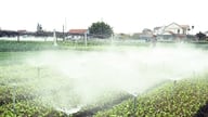 Landmænd i Nghe An-provinsen skifter afgrøder for at tilpasse sig klimaforandringerne.