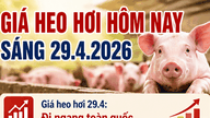 Tänään, 29. huhtikuuta, elävien sikojen hinnat pysyvät vakaina, ja korkein hinta on 69 000 VND/kg.
