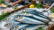 Milloin on paras aika syödä kalaa omega-3-rasvahappojen imeytymisen maksimoimiseksi? Asiantuntijat paljastavat "kultaisen ajan".