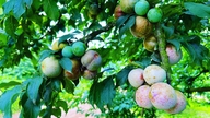 Lorsque les prunes sont de saison à Moc Chau, les vergers se parent d'un rouge éclatant, attirant de nombreux visiteurs.