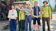 Barrio de Cam Duong: Los residentes entregan voluntariamente pitones raras.