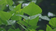 Lääkkeet, joissa käytetään Erythrina variegata -kasvin lehtiä.