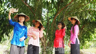Cari kesejukan di bawah pokok mulberi yang menghijau.