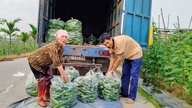 کشاورزان در هونگ چائو به ازای هر سائو (تقریباً ۱۰۰۰ متر مربع) خیار، ۱۰ میلیون دانگ ویتنامی سود کسب می‌کنند.