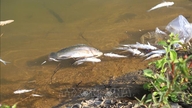 Provinsi Nghe An sedang melakukan investigasi mendesak untuk mengetahui penyebab kematian massal ikan di Sungai Lam.