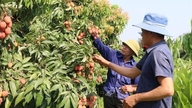Litchipriserne stiger kraftigt i begyndelsen af ​​sæsonen; Hai Phong forbinder proaktivt købere med forbrugere.