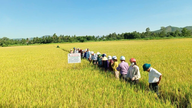 การขยายพื้นที่นาข้าวขนาดใหญ่ ส่งผลให้คุณภาพของเมล็ดข้าวดีขึ้น