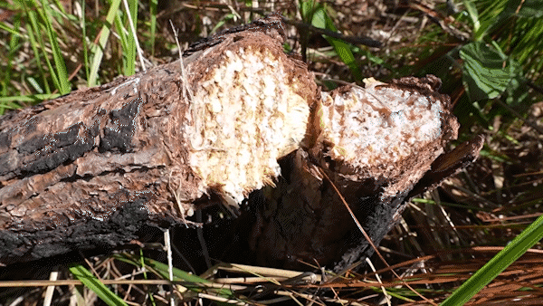 Investigation underway into the felling of over 240 pine trees in Lam Dong province.