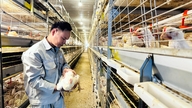 Die „Lösung“ für die Geflügel-Überproduktionskrise.