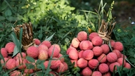 Der Preis für Litschis für den Export in die USA beträgt 40.000 VND/kg, mit einer Verpflichtung für 5 aufeinanderfolgende Jahre.