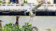 Gli uccelli selvatici si radunano al lago Ho Guom per nidificare e cacciare, per la gioia dei turisti.