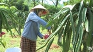'Trái ngọt' trên vùng đồi Tràng Xá
