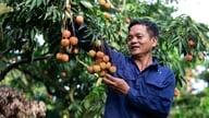 Thanh Ha -kangasyritys solmii viisivuotisen vientisopimuksen Yhdysvaltoihin.