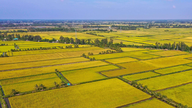 Vietnamesisk landbrug ved en ny korsvej.