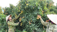 La production de litchis précoces Hung Long diminue, mais les prix restent stables.