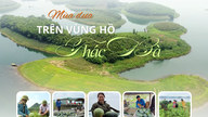 Musim panen melon di daerah Danau Thac Ba