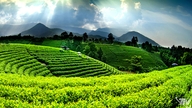 Thai Nguyen posiciona su marca turística como "Lago en la montaña - Té en las nubes".