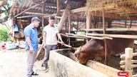 Chieng La udvider husdyrbruget.