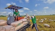 Ngành lúa gạo hướng tới nâng cao quyền định giá và thu nhập cho nông dân