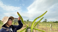 Orientamento alla conversione delle coltivazioni inefficienti del frutto del drago.