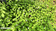 Berikut beberapa metode perawatan kulit yang disarankan menggunakan Houttuynia cordata (mint ikan).