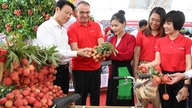 Lancering af konkurrencen "Bac Ninh Lychee - Sød frugt spreder budskabet"