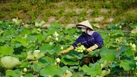 Lorsque la saison des lotus commence à Kim Lien, les agriculteurs bénéficient d'une importante source de revenus supplémentaire.