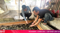 Duc Quang'da son derece verimli, çamursuz yılan balığı yetiştiriciliğinin öncüsü.