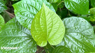 Herba ini, yang tumbuh di seluruh Vietnam, mempunyai banyak kegunaan perubatan.