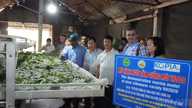 The International Sericulture Commission surveys the mulberry cultivation, silkworm rearing, and silk reeling chain in Tran Yen commune.