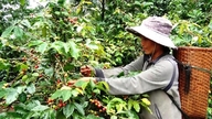 Huong Phung Coffee: Vietnamin kahvihelmi