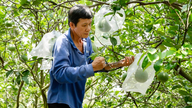 Bekendmaking van het protocol betreffende de eisen voor verse pomelo's en verse citroenen die naar China worden geëxporteerd.