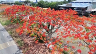 Jalan-jalan di sepanjang terusan di Dong Thap dipenuhi dengan pokok-pokok api merah.