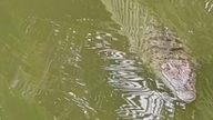 Myndighederne er ved at fange en lille krokodille, der dukkede op i en landsbyboers dam.